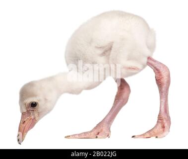 Grand Flamingo, Phoenicopterus roseus, 14 jours, devant un fond blanc Banque D'Images