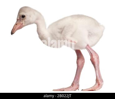 Grand Flamingo, Phoenicopterus roseus, 14 jours, devant un fond blanc Banque D'Images