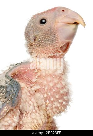 Gros plan du perroquet gris africain, Psittacus erithacus, 17 jours, devant un fond blanc Banque D'Images