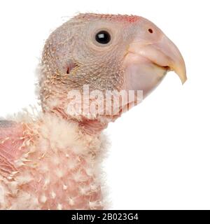 Gros plan du perroquet gris africain, Psittacus erithacus, 17 jours, devant un fond blanc Banque D'Images