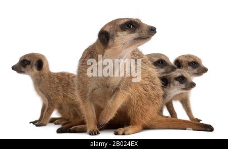 Meerkat ou Suricate, Suricata suricatta, mère et ses bébés, devant un fond blanc Banque D'Images