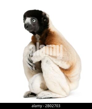 Couronné Sifaka, Propitecus coronatus, 14 ans, assis devant un fond blanc Banque D'Images