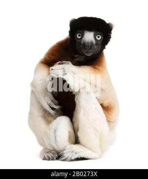 Couronné Sifaka, Propitecus coronatus, 14 ans, assis devant un fond blanc Banque D'Images