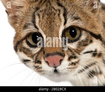 Oncilla, Leopardus tigrinus, 19 ans, devant un fond blanc Banque D'Images