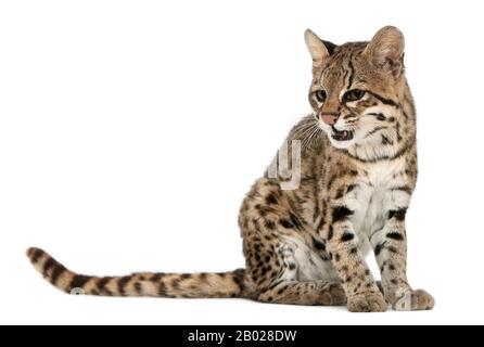 Oncilla, Leopardus tigrinus, 19 ans, assis devant un fond blanc Banque D'Images