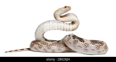 Serpent gopher du Pacifique également connu sous le nom de serpent gopher de la côte, serpent gopher occidental, Pituophis catenifer, une espèce colueffet devant le fond blanc Banque D'Images