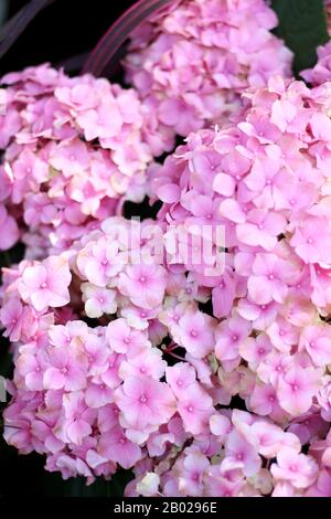 Gros Plan Rose Des Fleurs D'Hydrangea. Fleurs à vendre sur un marché à Paris, France. Banque D'Images