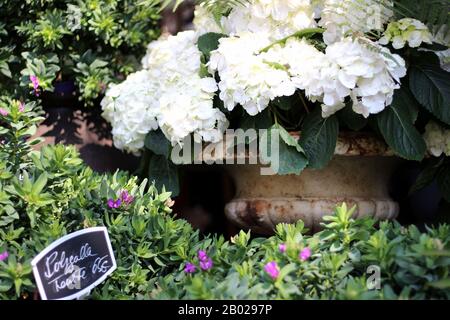 Fleurs D'Hydrangea Blanches Dans Un Pot Décoratif. Fleurs à vendre sur un marché à Paris, France. Banque D'Images