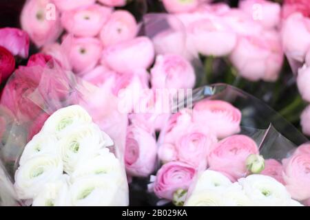 Bouquet de Pale Pink Ranunculus sur un marché à Paris. Gros plan d'un arrangement de fleurs. Banque D'Images