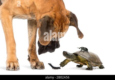 Grand Dane regardant une tortue et des insectes, isolés sur blanc Banque D'Images