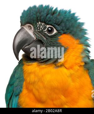 Macaw à gorge bleue, Ara glucogularis, 4 mois, devant un fond blanc Banque D'Images