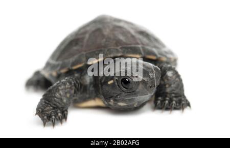 Tortue d'étang européenne, également appelée terrapin d'étang européen, Emys orbicularis, 6 mois, portrait sur fond blanc Banque D'Images