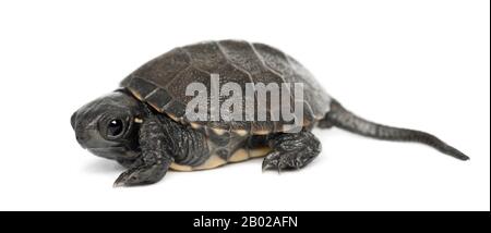 Tortue d'étang européenne, également appelée terrapin d'étang européen, Emys orbicularis, 6 mois, portrait sur fond blanc Banque D'Images