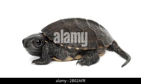 Tortue d'étang européenne, également appelée terrapin d'étang européen, Emys orbicularis, 6 mois, portrait sur fond blanc Banque D'Images