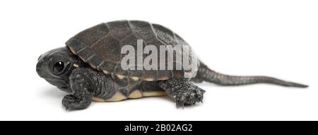 Tortue d'étang européenne, également appelée terrapin d'étang européen, Emys orbicularis, 6 mois, portrait sur fond blanc Banque D'Images