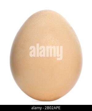 L'oeuf Pheasant d'Edwards, Lophura edwardsi contre fond blanc Banque D'Images