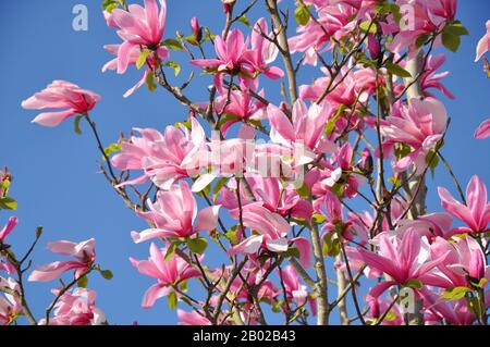 Magnolia Blossom. Magnolia Susan, fleurs roses. La floraison du printemps contre le ciel bleu. Banque D'Images