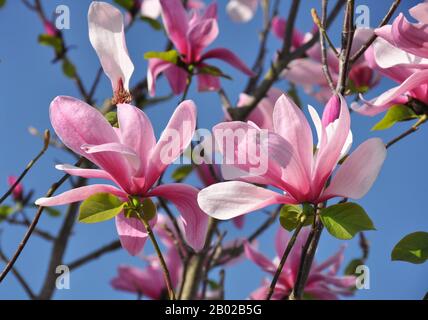 Magnolia Blossom. Magnolia Susan, fleurs roses. La floraison du printemps contre le ciel bleu. Banque D'Images