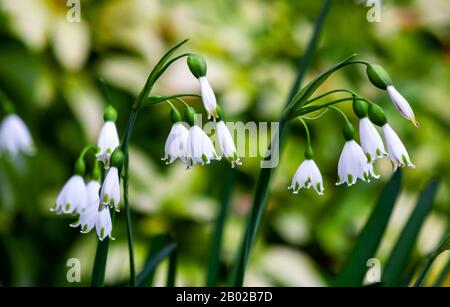 Snowdrops (Trimmer de Galanthus) fleurs printanières, hybride gallois, Trimmer de Snowdrops de Trym. Jolie fleur blanche en tricorne avec six pétales de jardin en Irlande Banque D'Images