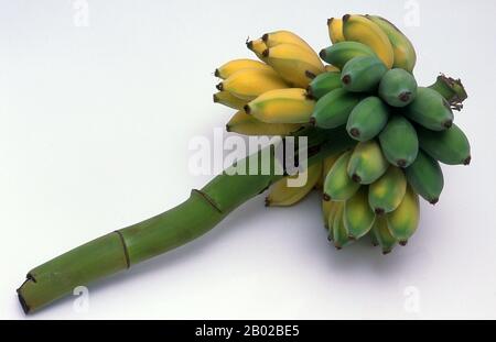 Monde : un bouquet de bananes de Thaïlande. Les bananes existent depuis longtemps, du moins dans l'ancien monde d'Asie, d'Afrique et d'Europe. Leur origine reste incertaine. Certaines autorités privilégient l'Afrique de l'Ouest, car le nom de banane serait venu de Guinée, via l'espagnol et le portugais. Selon toute probabilité, cependant, les bananes - et leurs cousins verts tout aussi utiles, les plantains - sont originaires d'Asie, peut-être du moyen-Orient. Certes, les bananes sont notées avec approbation dans la littérature grecque, latine et arabe, et le nom plantain est censé dériver du latin planta. Banque D'Images