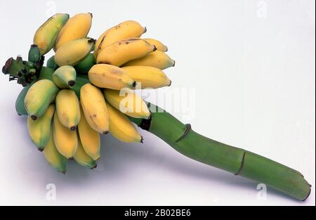 Monde : un bouquet de bananes de Thaïlande. Les bananes existent depuis longtemps, du moins dans l'ancien monde d'Asie, d'Afrique et d'Europe. Leur origine reste incertaine. Certaines autorités privilégient l'Afrique de l'Ouest, car le nom de banane serait venu de Guinée, via l'espagnol et le portugais. Selon toute probabilité, cependant, les bananes - et leurs cousins verts tout aussi utiles, les plantains - sont originaires d'Asie, peut-être du moyen-Orient. Certes, les bananes sont notées avec approbation dans la littérature grecque, latine et arabe, et le nom plantain est censé dériver du latin planta. Banque D'Images