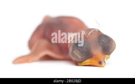 Laughingthrush, Garrulax courtoisi, 5 heures, couché sur fond blanc Banque D'Images