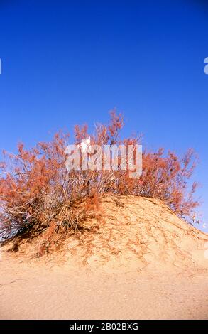 Chine : un tombeau dans les dunes de sable près de l'Imam Asim Mazar (sanctuaire) dans le désert près de Khotan, province du Xinjiang. Le sanctuaire de l'Imam Asim et d'autres tombes se trouvent à 23 kilomètres de Khotan (Hotan) sur la route de la soie au sud. C'est le site d'un immense pèlerinage chaque mois de mai. L’Imam Asim a été l’un des premiers missionnaires islamiques à visiter cette région. Khotan retrace son histoire au moins aussi loin que le IIIe siècle av. J.-C., lorsque le fils aîné de l'empereur indien Asoka s'est installé ici. C'était d'une grande importance sur la route de la soie. Banque D'Images