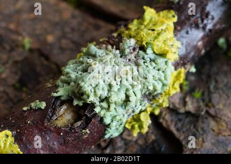 Diverses lichens qui poussent sur une branche dans les bois Banque D'Images