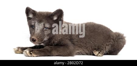 renard arctique cub, Vulpes lagopus allongé, 2 mois, isolé sur blanc Banque D'Images