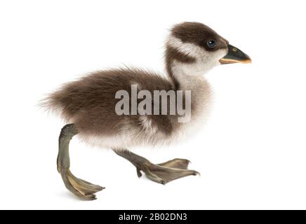 Vue latérale d'une promenade de cygne de Coscoroba, Dendrocygna bicolor, 6 jours, isolée sur blanc Banque D'Images