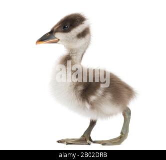 Coscoroba cygne, Coscoroba coscoroba, 6 jours, isolé sur blanc Banque D'Images