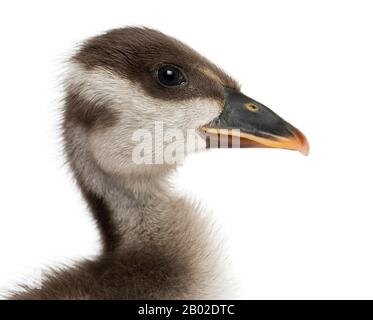 Gros plan sur le profil d'un cygne Coscoroba, Coscoroba coscoroba, 6 jours, isolé sur blanc Banque D'Images