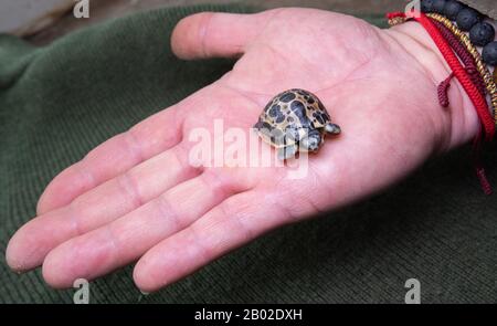 Hanovre, Allemagne. 18 février 2020. Une tortue d'araignée malgache vieille de trois jours (Pyxis arachnoides) est assise à la main d'un gardien d'animaux au zoo de Hanovre. Le jeune avec le motif de toile d'araignée sur son dos ne pesait que 10 grammes à la naissance. La tortue araignée est en danger et très rare. Crédit: Julian Stratenschulte/Dpa/Alay Live News Banque D'Images