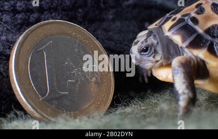 Hanovre, Allemagne. 18 février 2020. Une tortue d'araignée malgache vieille de trois jours (Pyxis arachnoides) se trouve à côté d'une pièce d'un euro au zoo de Hanovre pour comparer la taille. Le jeune avec le motif de toile d'araignée sur son dos ne pesait que 10 grammes à la naissance. La tortue araignée est en danger et très rare. Crédit: Julian Stratenschulte/Dpa/Alay Live News Banque D'Images