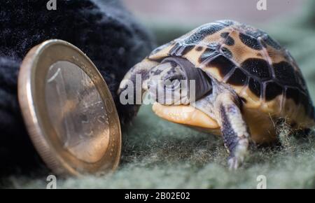 Hanovre, Allemagne. 18 février 2020. Une tortue d'araignée malgache vieille de trois jours (Pyxis arachnoides) se trouve à côté d'une pièce d'un euro au zoo de Hanovre pour comparer la taille. Le jeune avec le motif de toile d'araignée sur son dos ne pesait que 10 grammes à la naissance. La tortue araignée est en danger et très rare. Crédit: Julian Stratenschulte/Dpa/Alay Live News Banque D'Images