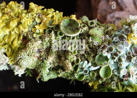 Diverses lichens qui poussent sur une branche dans les bois Banque D'Images