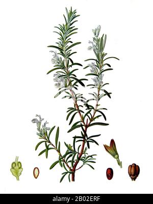 ROSMARINUS officinalis, communément appelé romarin, est une herbe boisée et vivace avec des feuilles parfumées, vert, à aiguille et des fleurs blanches, roses, pourpres ou bleues, indigènes de la région méditerranéenne. Il est membre de la famille de la menthe Lamiaceae, qui comprend de nombreuses autres herbes. Le nom 'romarin' dérive du latin pour 'Dew' (ros) et 'sea' (marinus), ou 'Dew of the Sea. La plante est aussi parfois appelée anthos, de l'ancien mot grec ἄνθος, signifiant «fleur». Banque D'Images