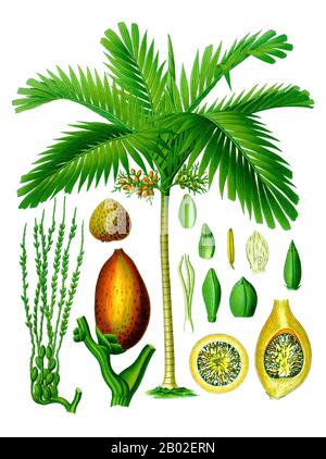 L'areca catechu est la palmier ou la palmier à noix d'areca, philippin: Bunga, Indonésie/Malay: Pinang, Malaylam: അടക്ക adakka, Kannada: ಅಡಿಕೆ Adyke), une espèce de palmier qui pousse dans la plupart des régions tropicales du Pacifique, de l'Asie et de l'Afrique de l'est. On croit que la paume est originaire de l'Indonésie, de la Malaisie ou des Philippines. L'areca est dérivé d'un nom local de la côte malabare de l'Inde et catechu est d'un autre nom malais pour ce palmier, le cachu. Cette paume est souvent appelée l'arbre de bétel parce que ses fruits, l'écrou d'arreca, est souvent mâillé avec la feuille de bétel, une feuille d'un vi Banque D'Images