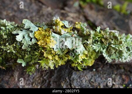 Diverses lichens qui poussent sur une branche dans les bois Banque D'Images