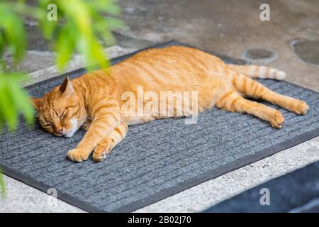 Un chat tabby de couleur orange dormant sur le tapis dans la rue, Singapour. Banque D'Images