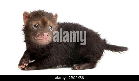 Vue latérale d'un bébé Bushdog regardant en arrière, intimidé, Sos venaticus, 2 mois, isolé sur blanc Banque D'Images