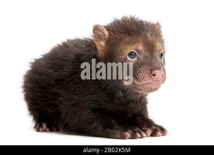 Bébé Bushdog allongé, Spethos venaticus, 2 mois, isolé sur blanc Banque D'Images