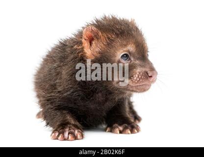 Bébé Bushdog allongé, Spethos venaticus, 2 mois, isolé sur blanc Banque D'Images