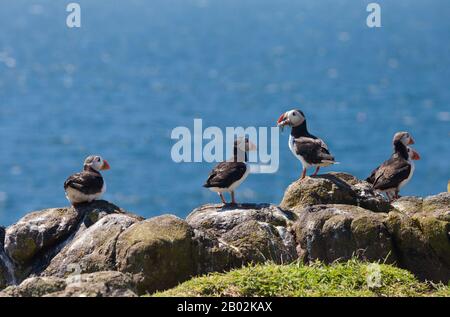 Un groupe de macareux sur l'île de mai Ecosse. Banque D'Images