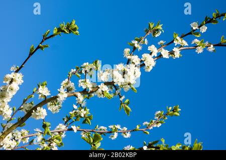 Fleur blanche sur un semis d'un damson montrant contre un ciel bleu clair dans un jardin anglais Royaume-Uni Banque D'Images