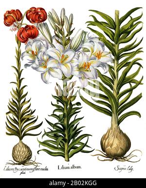 Lillium (dont les membres sont de vrais lilas) est un genre de plantes herbacées fleuries qui poussent à partir d'ampoules, toutes avec de grandes fleurs en vue. Les lilas sont un groupe de plantes à fleurs qui sont importantes dans la culture et la littérature dans la plupart du monde. La plupart des espèces sont indigènes de l'hémisphère nord tempéré, bien que leur aire de répartition s'étend dans les sous-tropiques du nord. Beaucoup d'autres plantes ont «nénuphars» dans leur nom commun mais ne sont pas liées à de vraies lilas. Banque D'Images