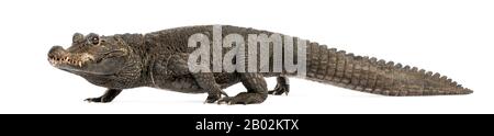 Vue latérale d'une marche de crocodile de Dwarf, Osteolaemus tetraspis, isolée sur blanc Banque D'Images