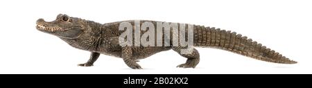 Vue latérale d'une marche de crocodile de Dwarf, Osteolaemus tetraspis, isolée sur blanc Banque D'Images