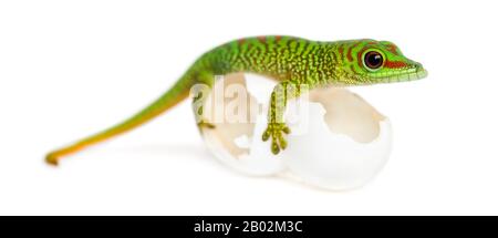 Vue latérale d'un gecko de Madagascar géante perché sur des œufs d'où il a éclos, Phelsuma madagascariensis grandis, isolé sur blanc Banque D'Images