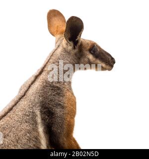 Gros plan d'un wallaby à pied jaune, Petrogale xanthopus, isolé sur blanc Banque D'Images